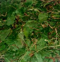 Боровая матка