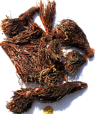 Родиола розовая корневище